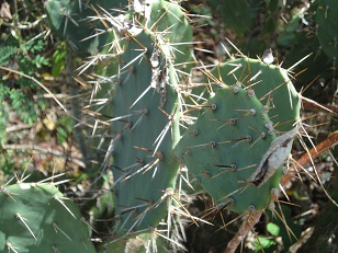 痛そうですねーーー