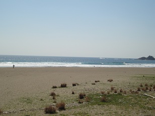 さくらの花見、ザ日本人です