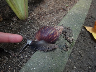 超巨大なカタツムリ