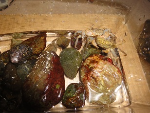 兵庫県明石の海岸にいたカニ