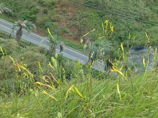 可憐な花を咲かせるユウスゲ