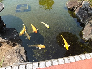 土肥金山にいた黄金いろに輝く鯉