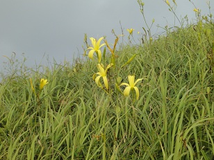 夕方に咲いたユウスゲ