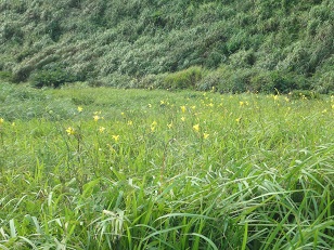 まだ5分咲きのユウスゲの風景