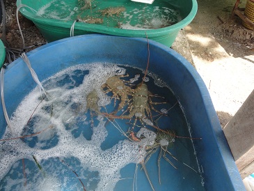 美味しそうなロブスター