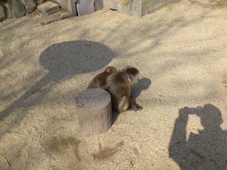 大分県の高崎山の猿