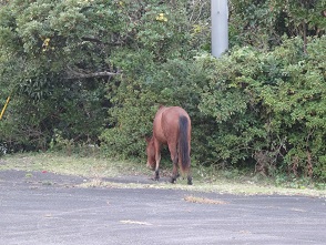 野生馬～～～