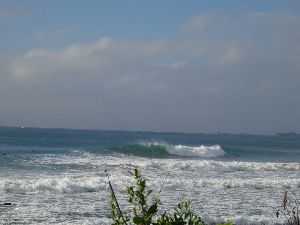 鴨川マルキウネリ