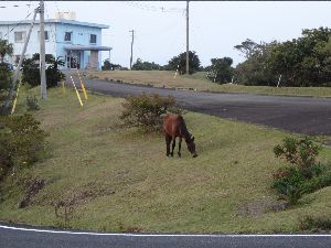 都井岬の野生馬