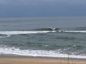 掘れてる波の鳥取波情報